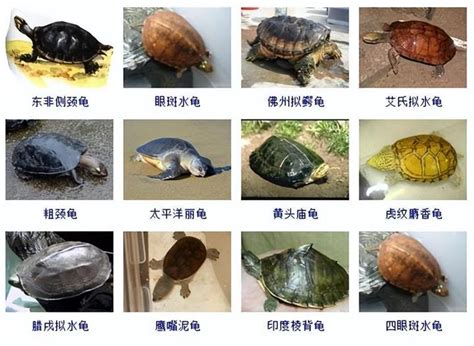 八角龜|【龜的種類】台灣龜寶大觀園：認識龜類的繽紛世界